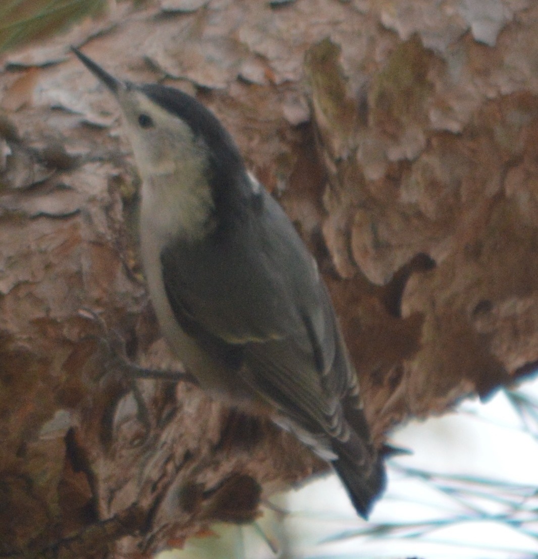 White-breasted Nuthatch - ML130970611