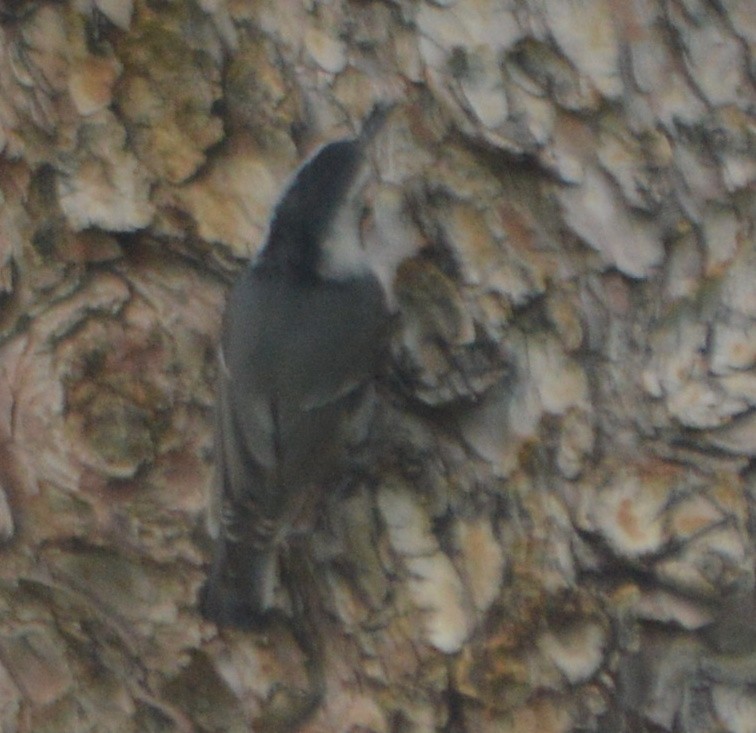 White-breasted Nuthatch - ML130970631