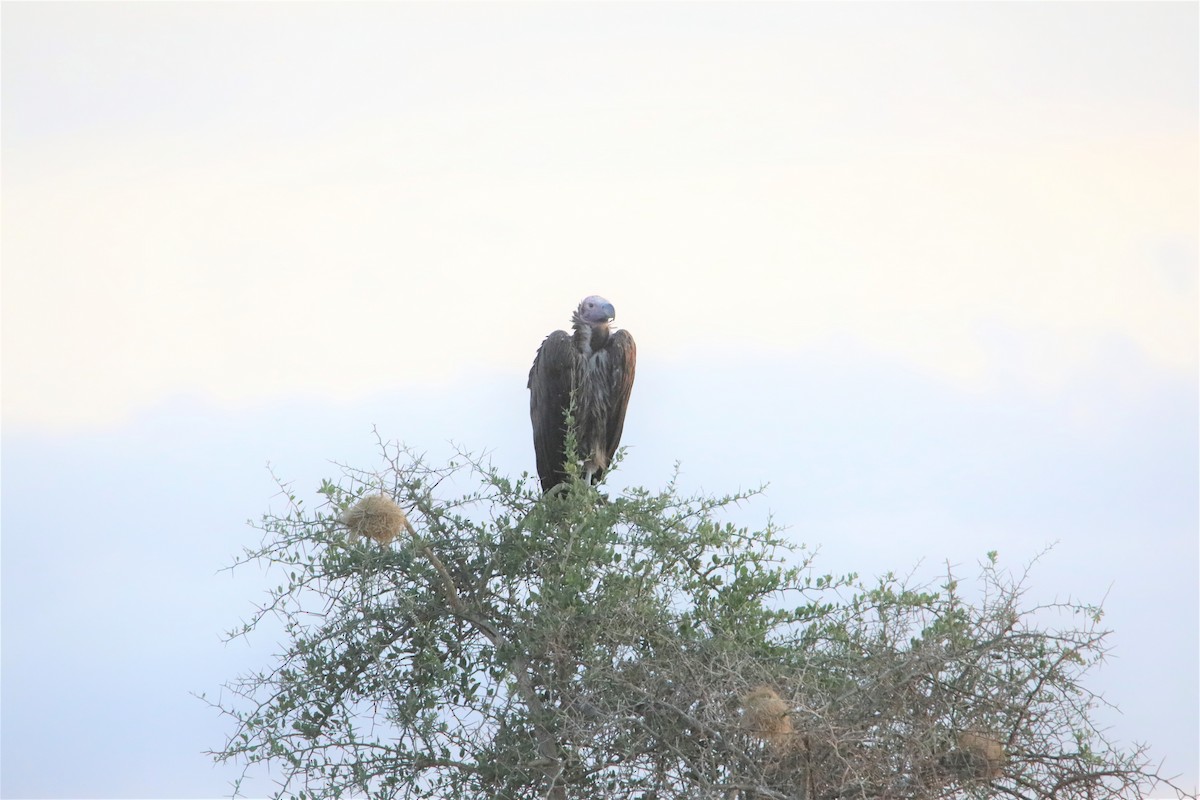 Lappet-faced Vulture - ML130971551