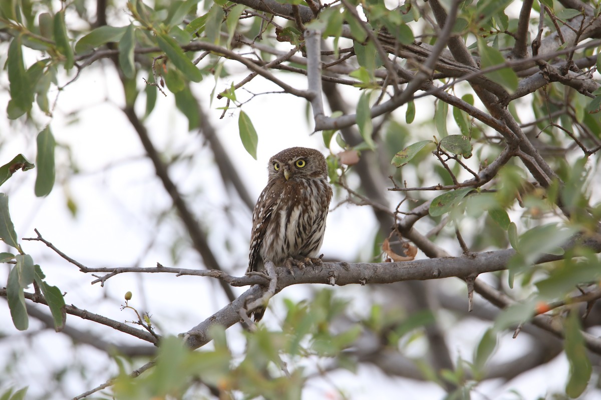 Pearl-spotted Owlet - ML130973291