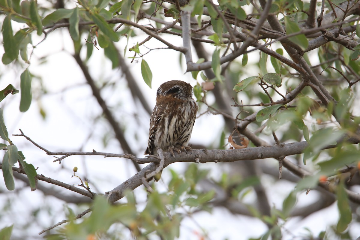Pearl-spotted Owlet - ML130973311