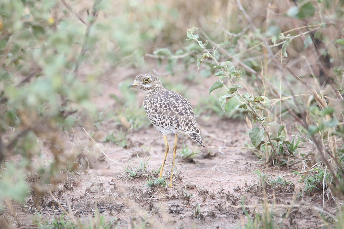 Spotted Thick-knee - ML130973531