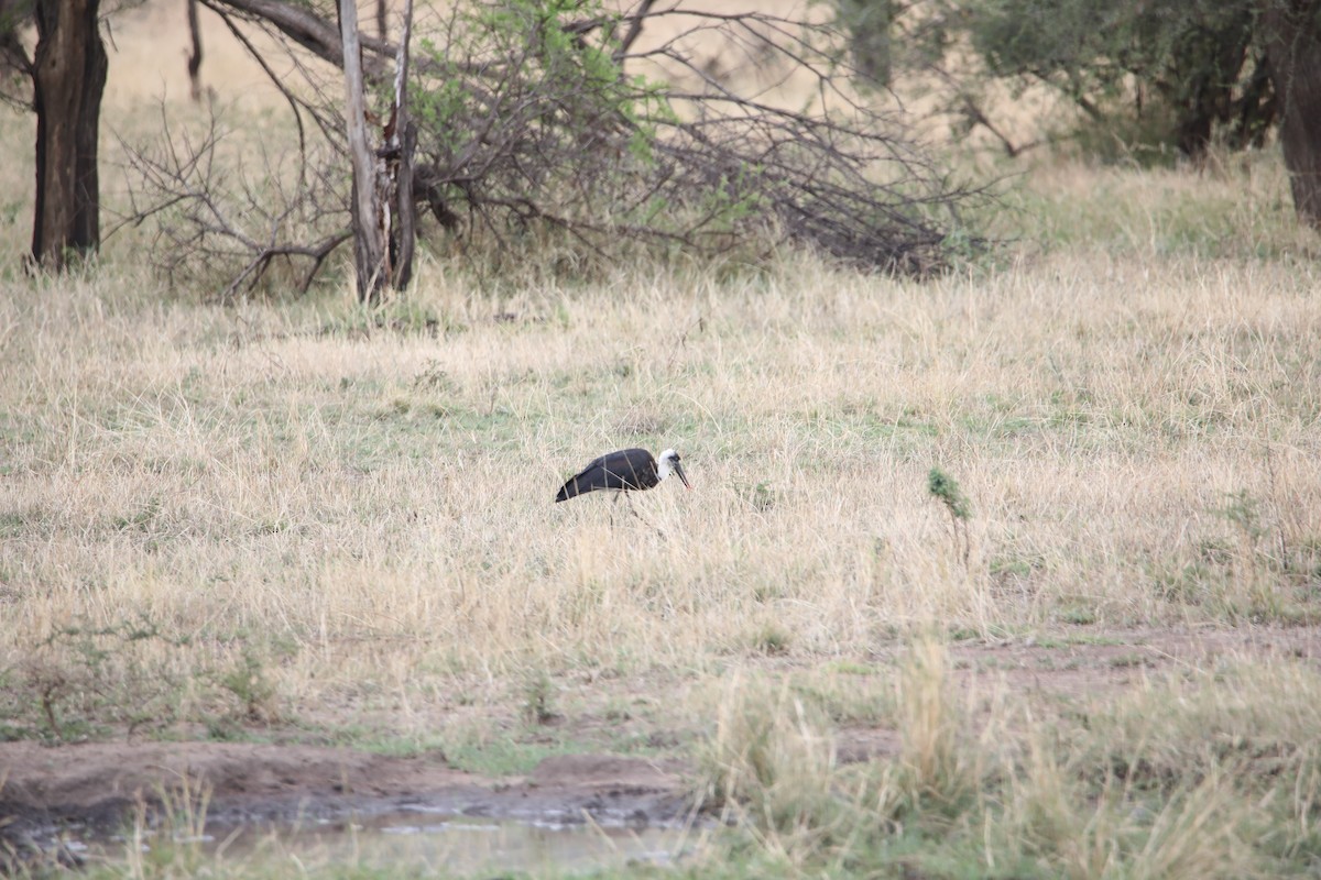 African Woolly-necked Stork - ML130973711