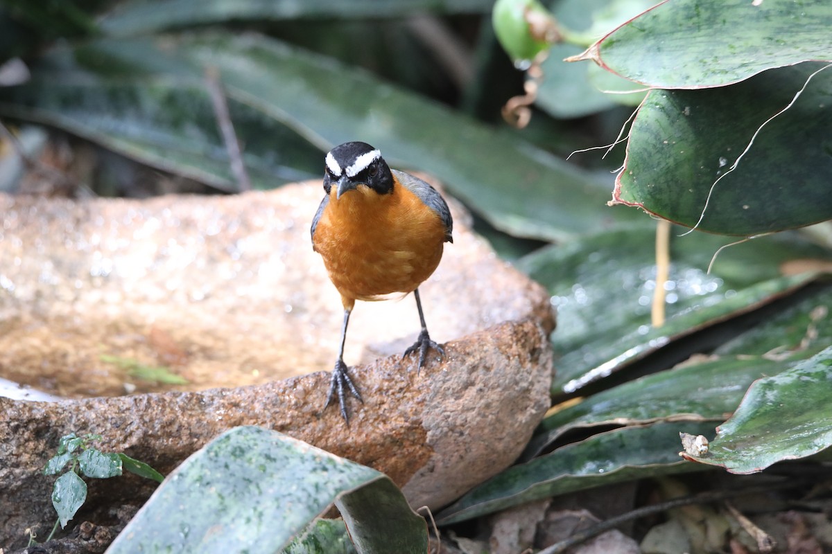 White-browed Robin-Chat - ML130973931