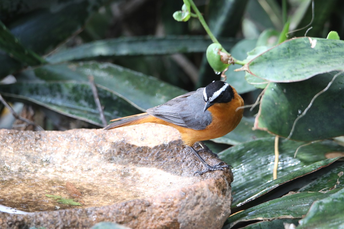 White-browed Robin-Chat - Cin-Ty Lee