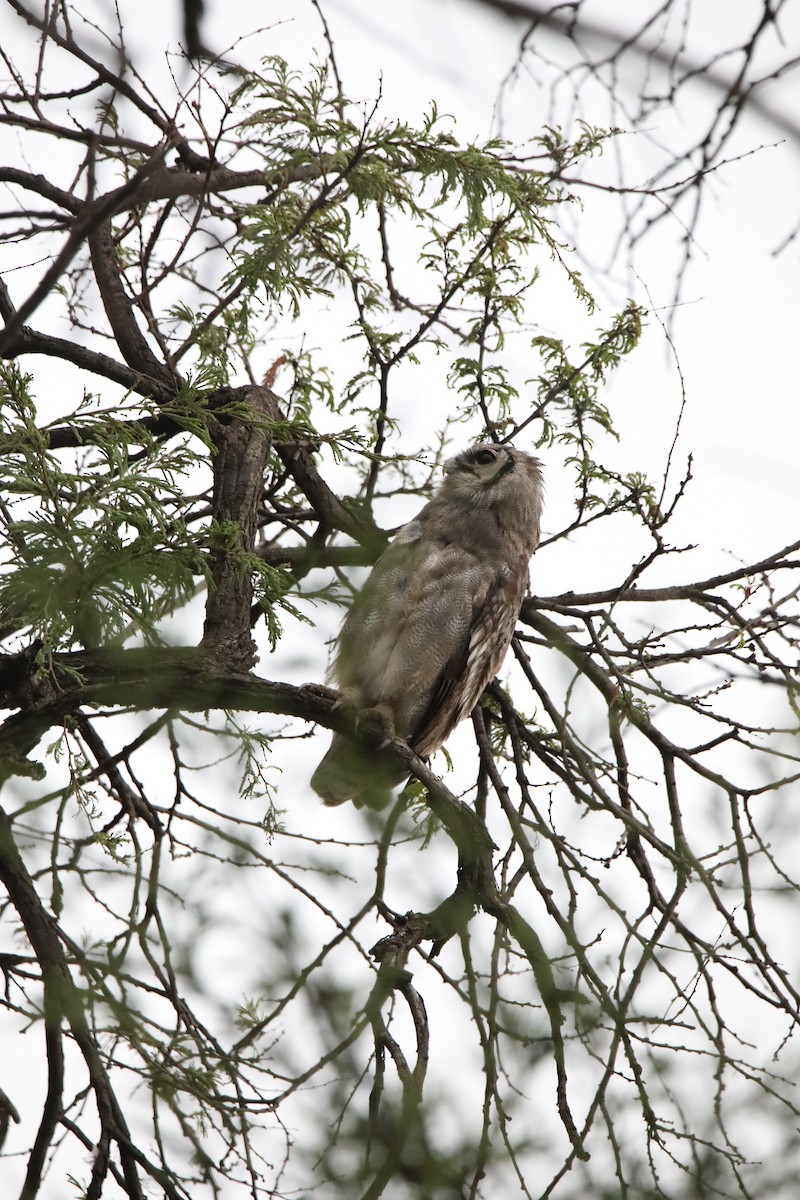 Verreaux's Eagle-Owl - ML130974941