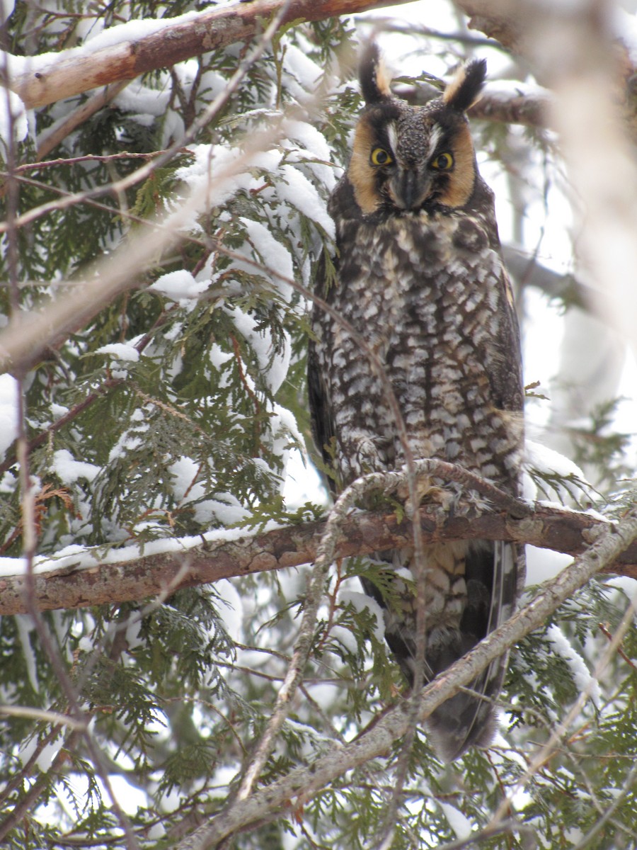 Long-eared Owl - James Telford