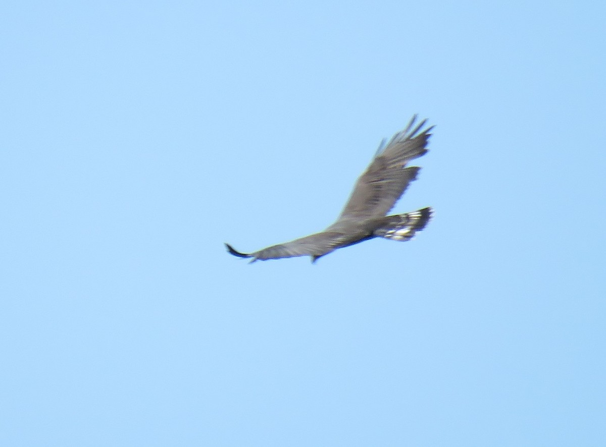 Zone-tailed Hawk - Oliver  Komar
