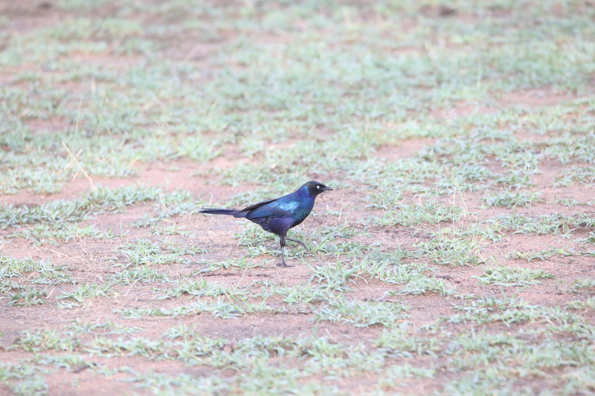 Greater Blue-eared Starling - ML130978341