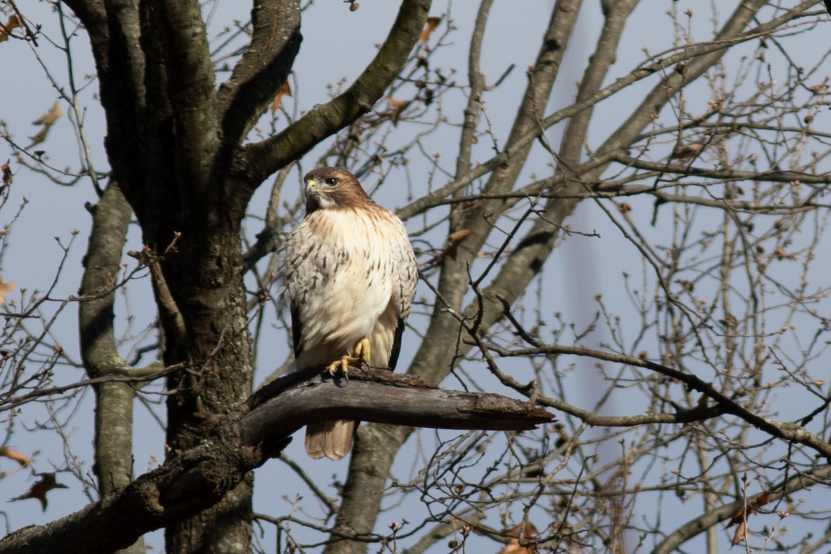 Red-tailed Hawk - ML130981151