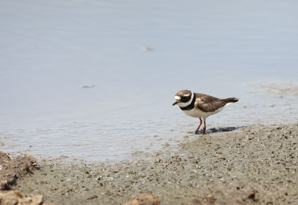 Common Ringed Plover - ML130982941