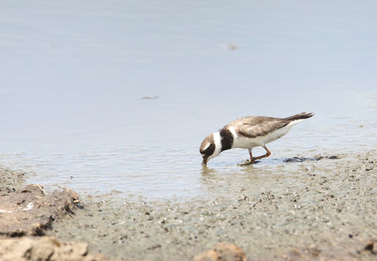 Common Ringed Plover - ML130982951