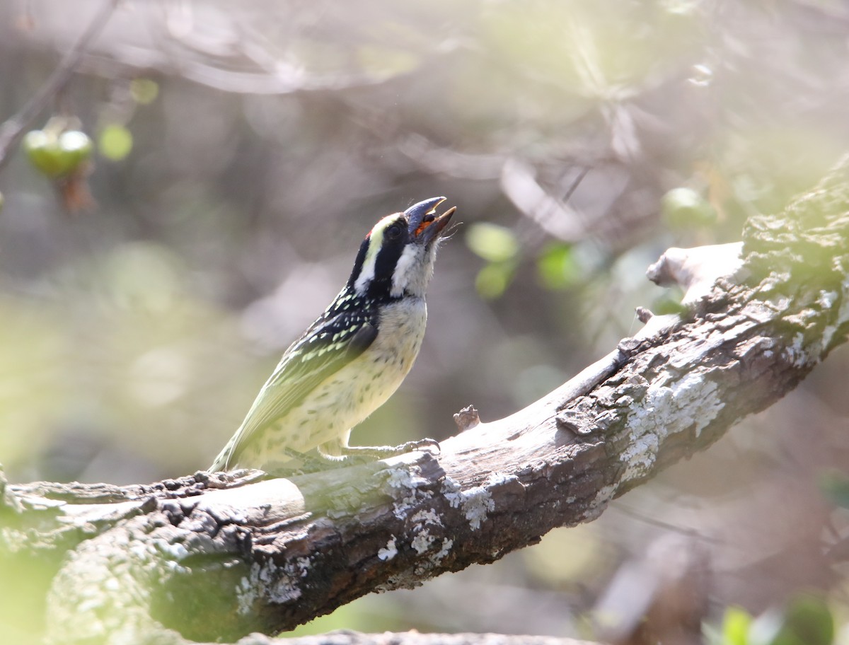 Red-fronted Barbet - ML130983251