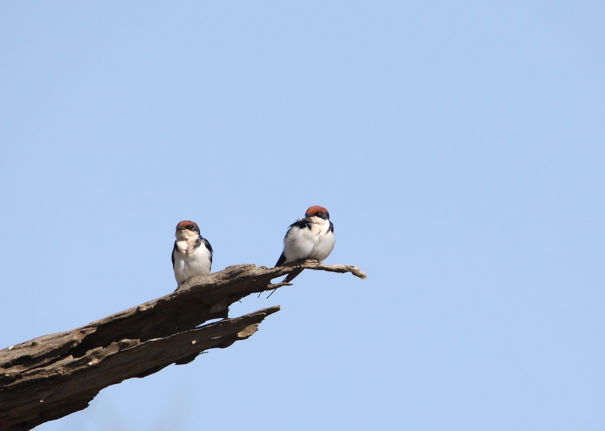 Wire-tailed Swallow - ML130983501