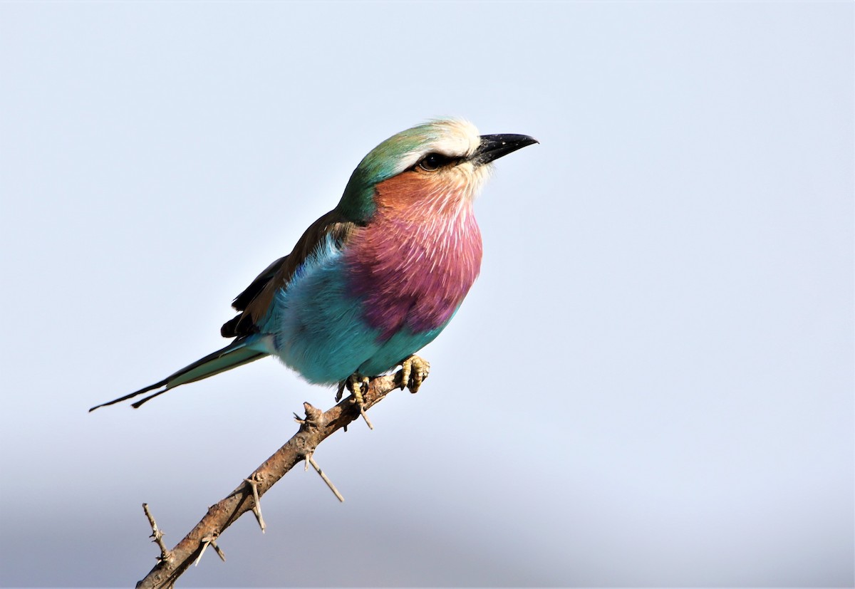 Lilac-breasted Roller - ML130983551