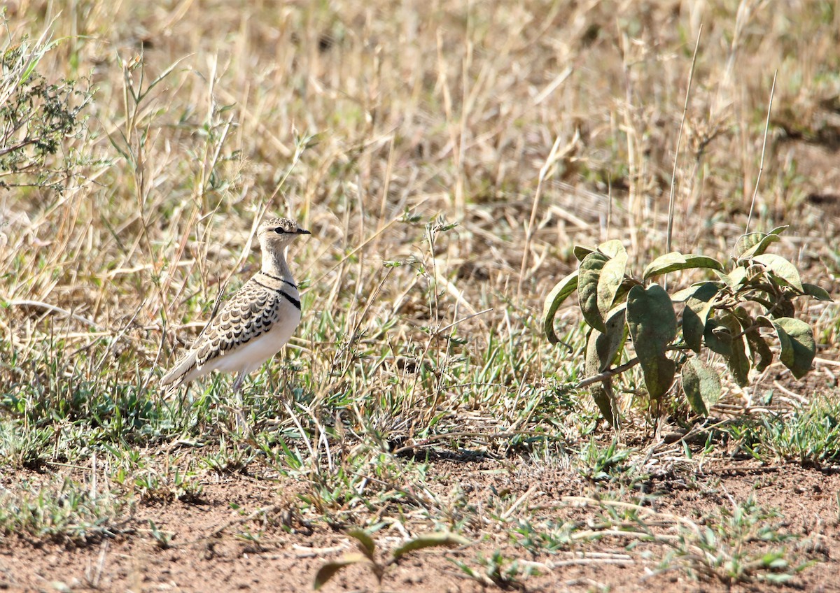 Double-banded Courser - ML130983641