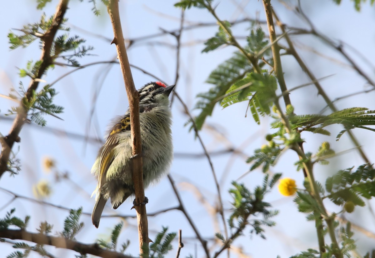 Red-fronted Tinkerbird - Cin-Ty Lee