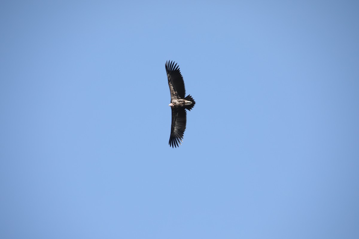 Lappet-faced Vulture - ML130983911