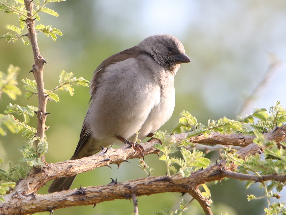 Swahili Sparrow - ML130984361