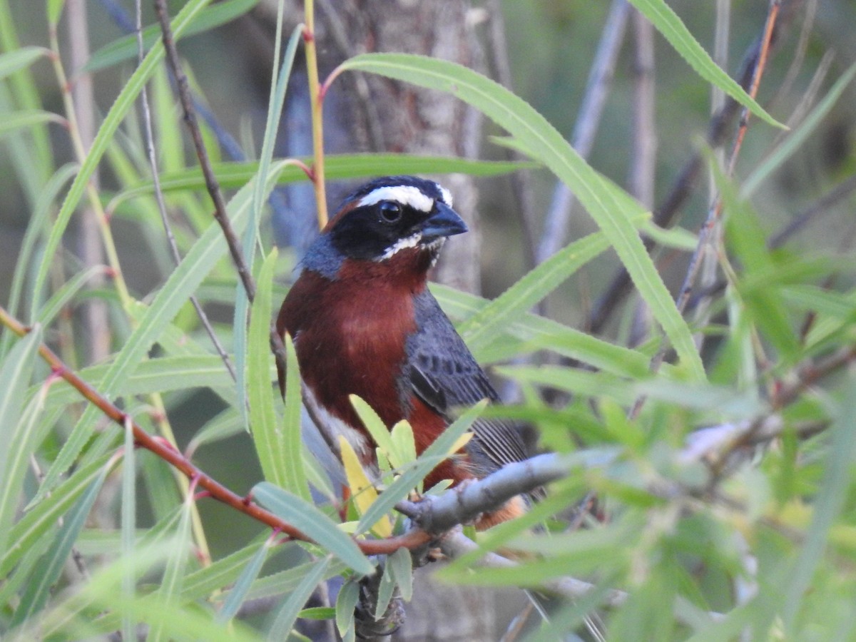 Black-and-chestnut Warbling Finch - ML130984941