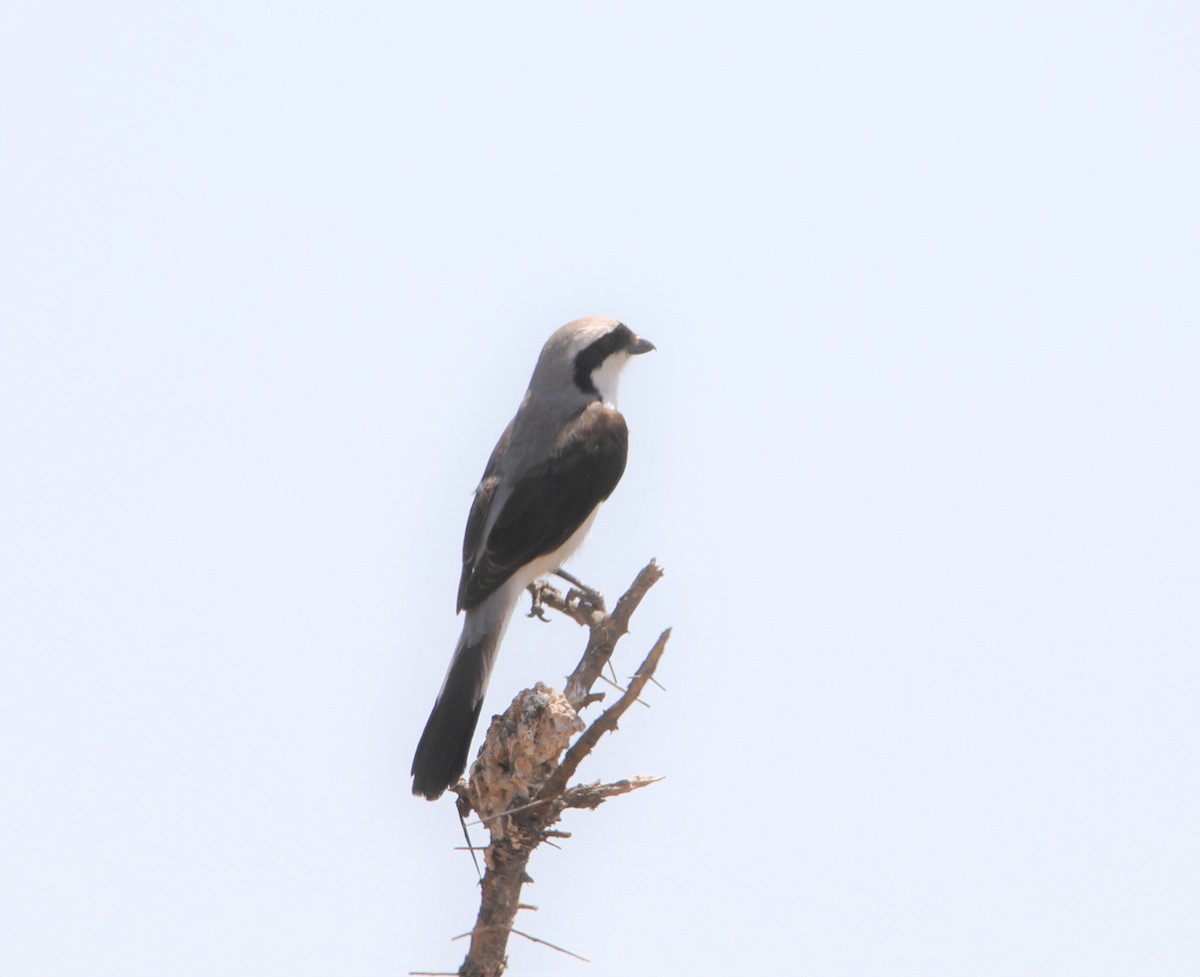 Gray-backed Fiscal - ML130985461