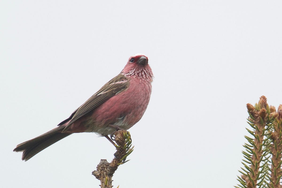 Chinese White-browed Rosefinch - Qin Huang