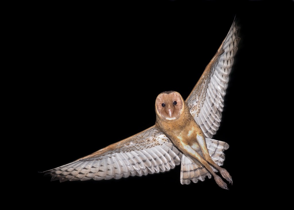 Australasian Grass-Owl - ML130987631
