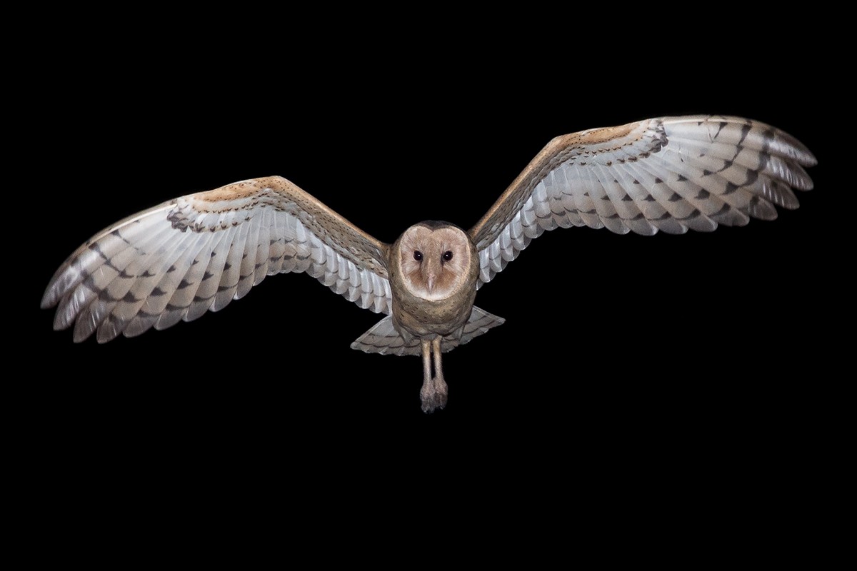 Australasian Grass-Owl - ML130987951