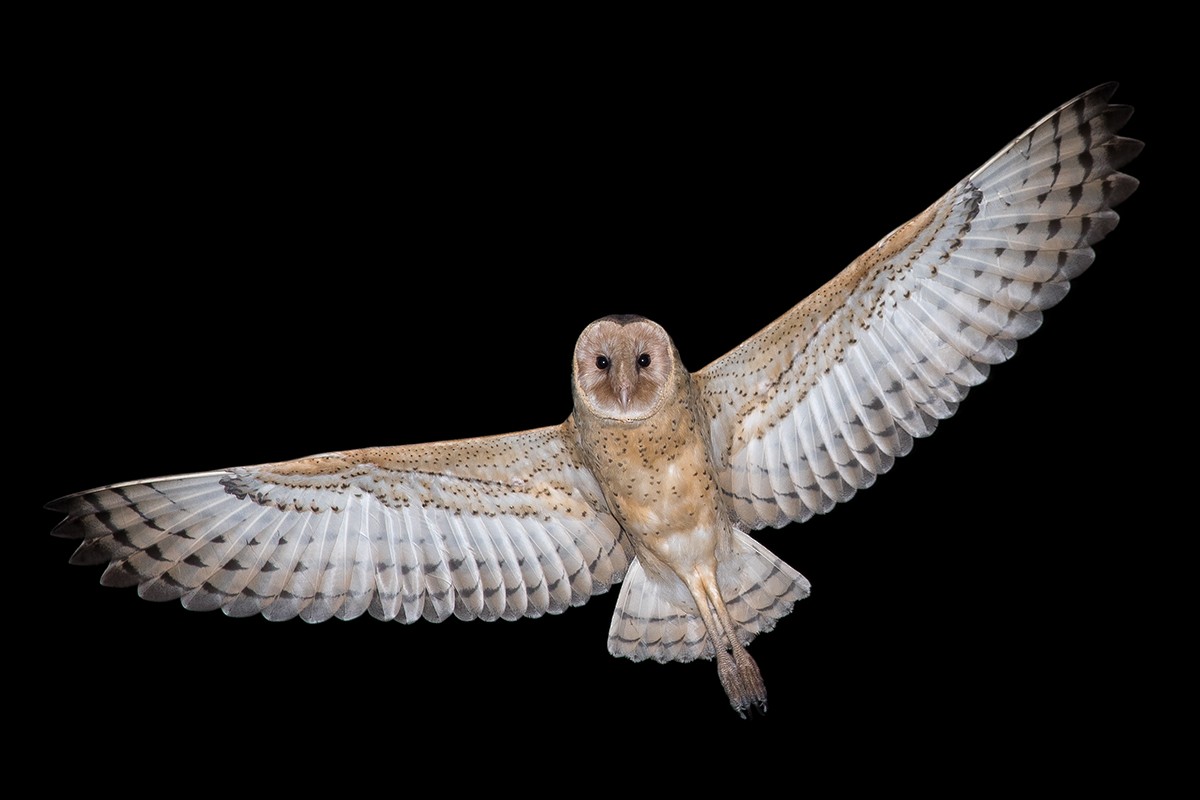 Australasian Grass-Owl - ML130988001