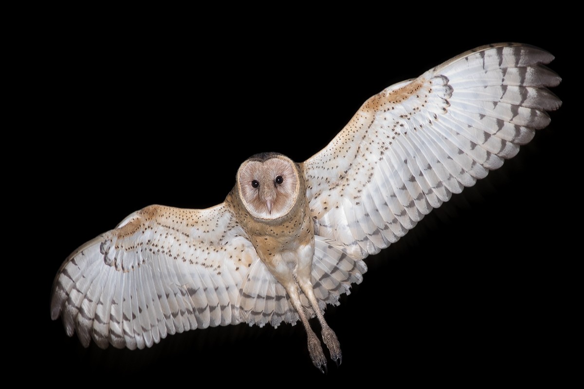 Australasian Grass-Owl - Richard Jackson