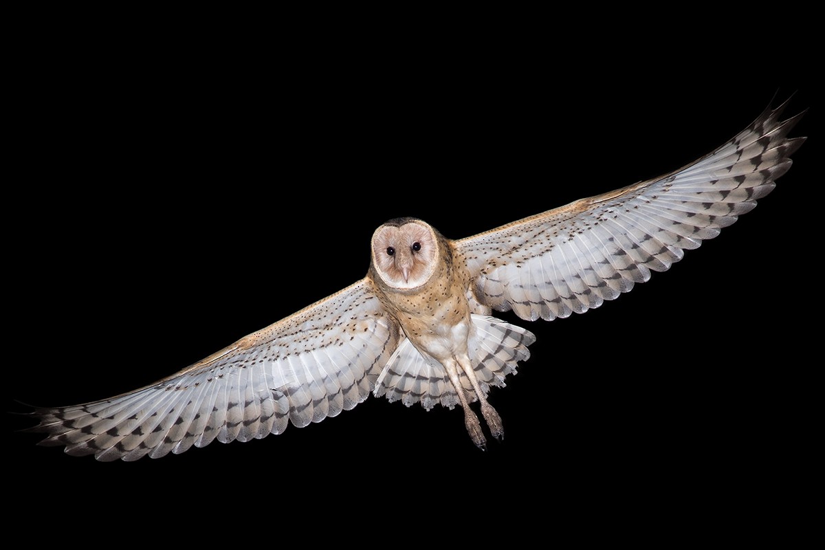 Australasian Grass-Owl - ML130988441