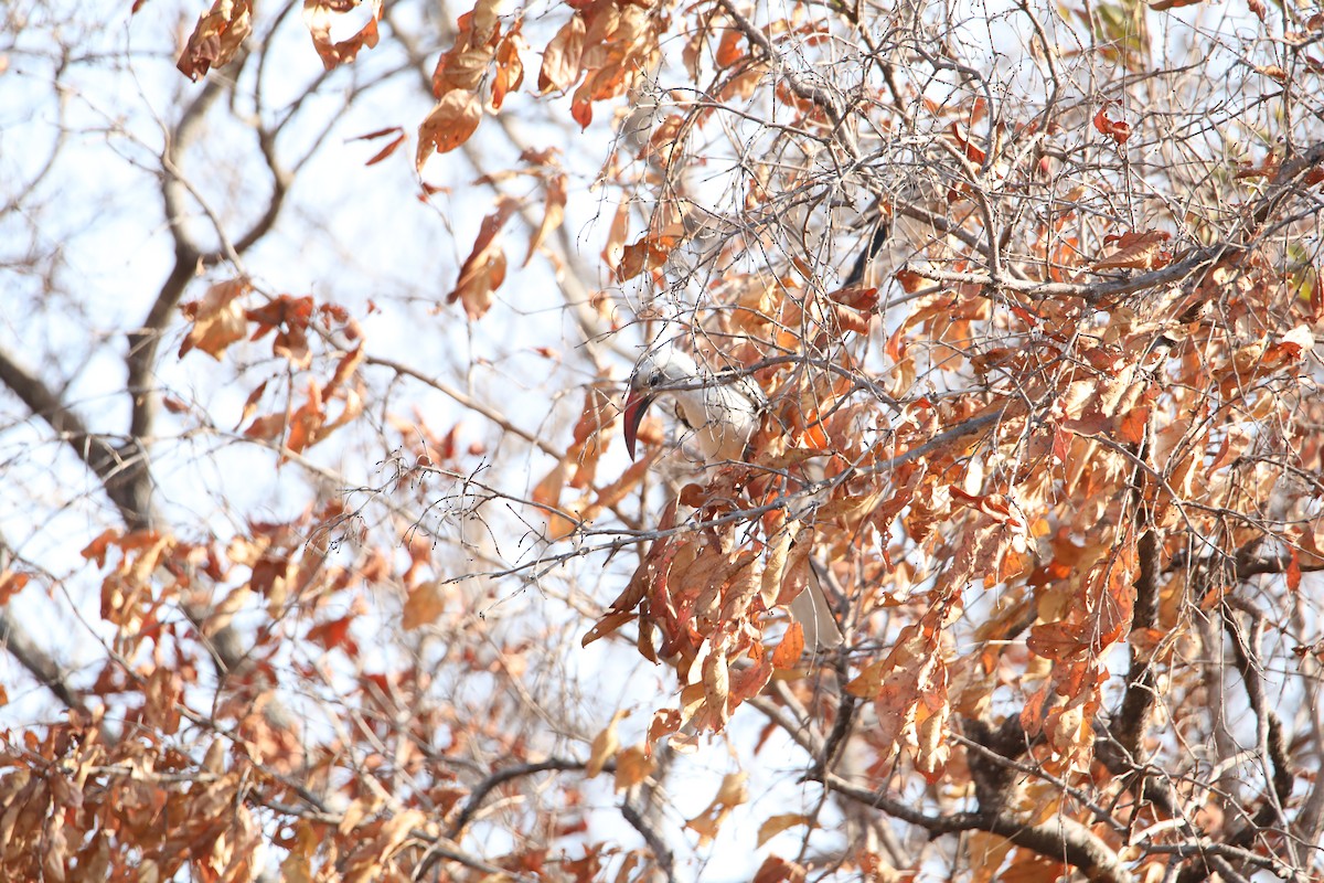 Northern Red-billed Hornbill - Cin-Ty Lee