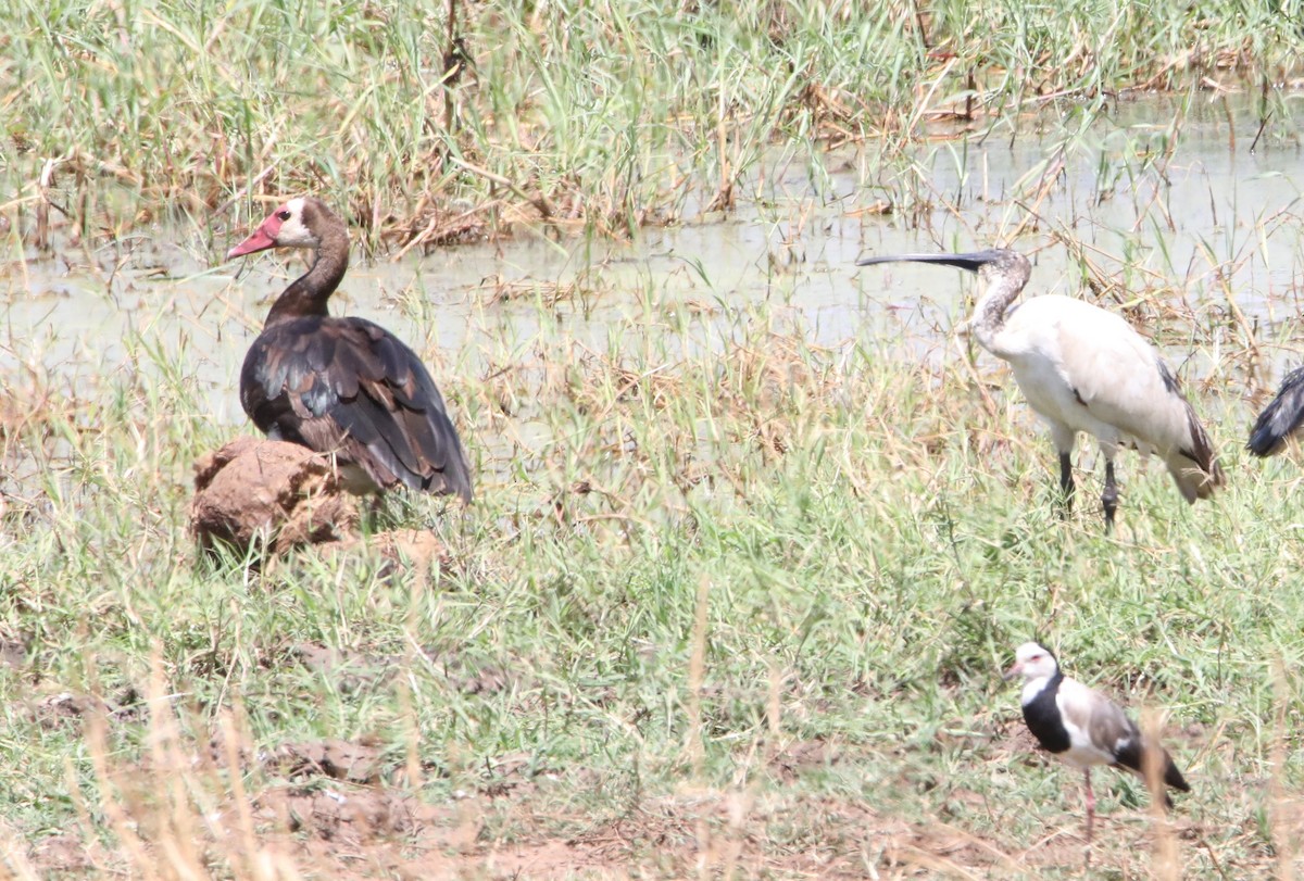 Spur-winged Goose - ML130990761