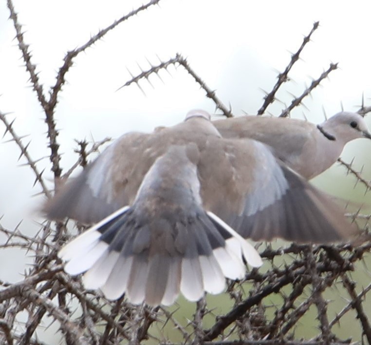 Ring-necked Dove - Cin-Ty Lee
