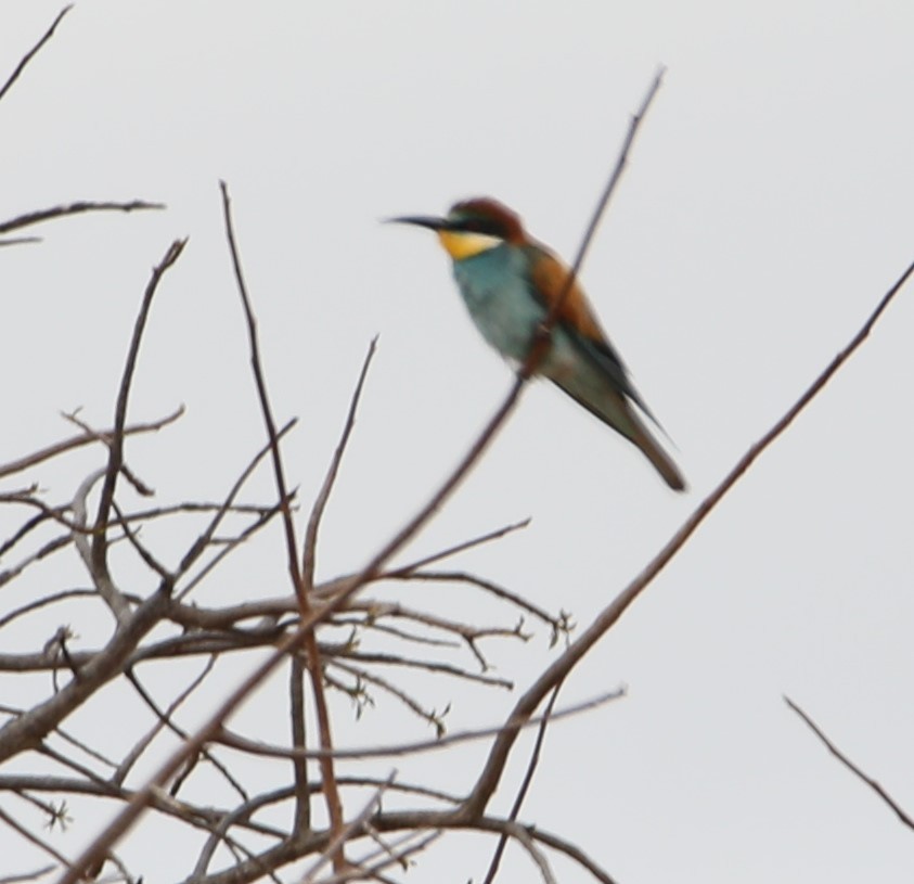European Bee-eater - Cin-Ty Lee