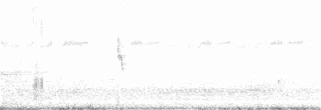Kopetazuri arrunta - ML130992001
