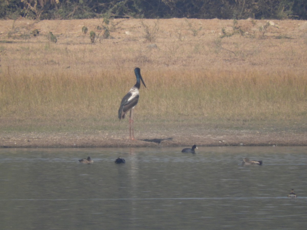 Black-necked Stork - Kanishka Mehta