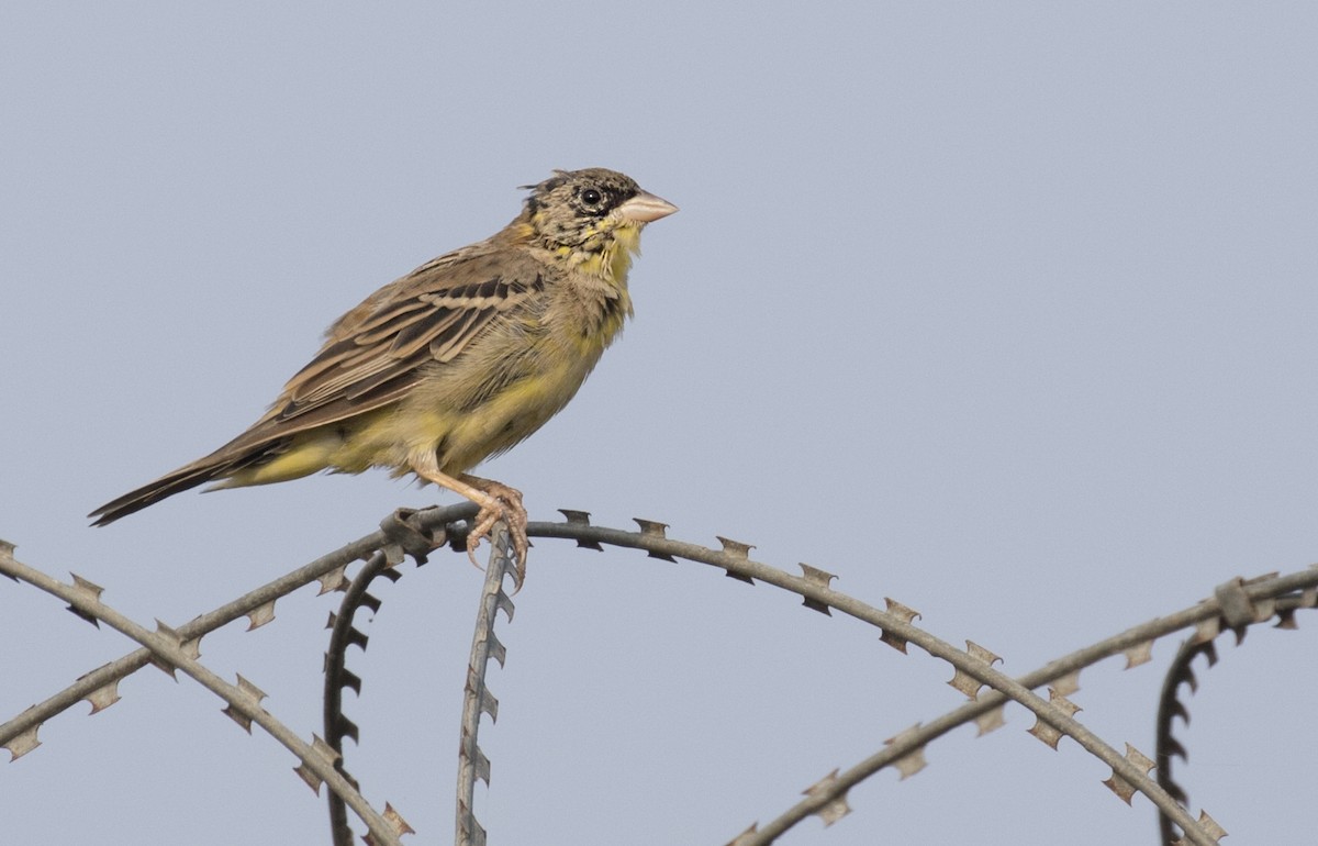 Black-headed Bunting - Arnold Goveas