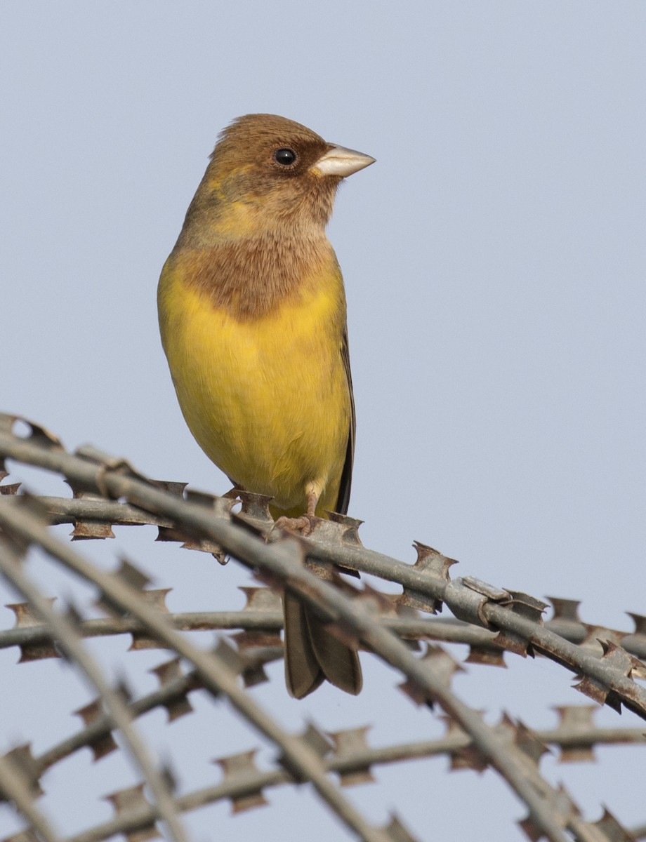 Red-headed Bunting - ML130994231