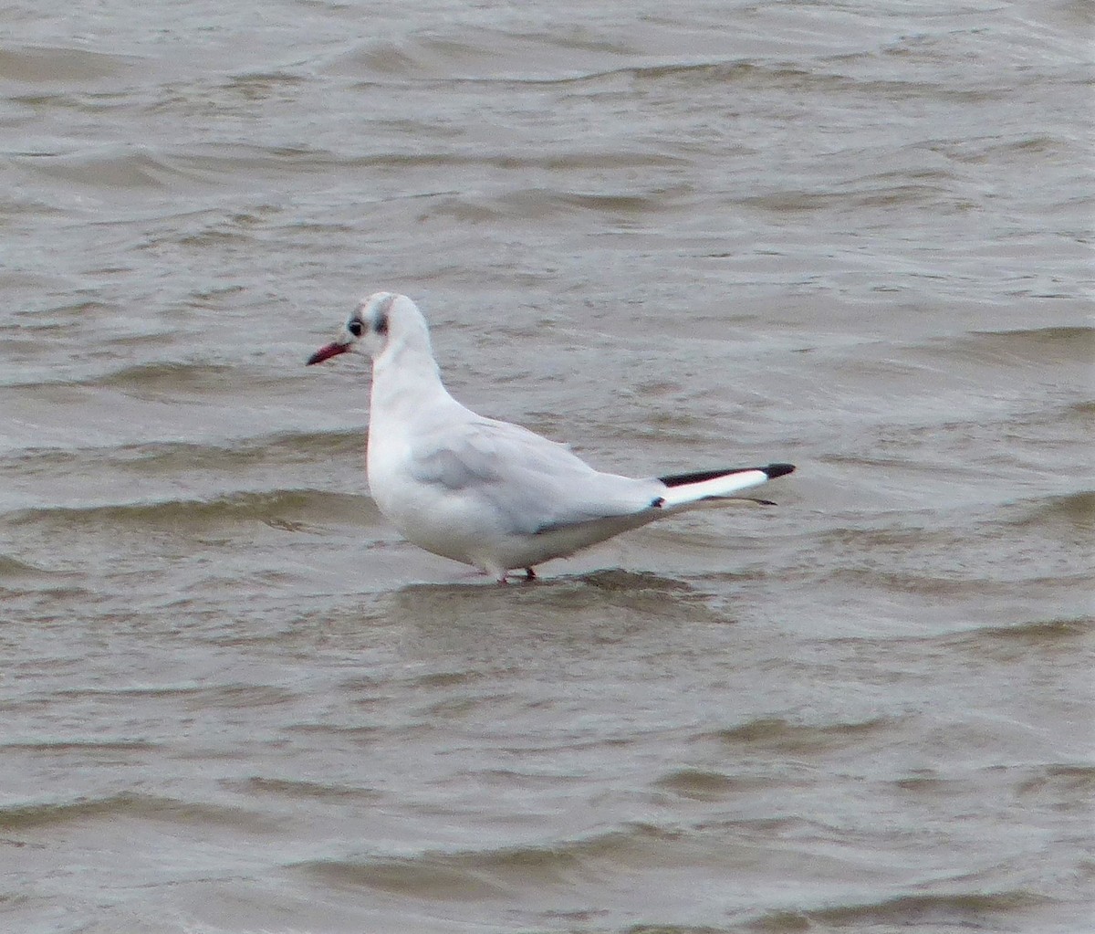 Mouette rieuse - ML130995221