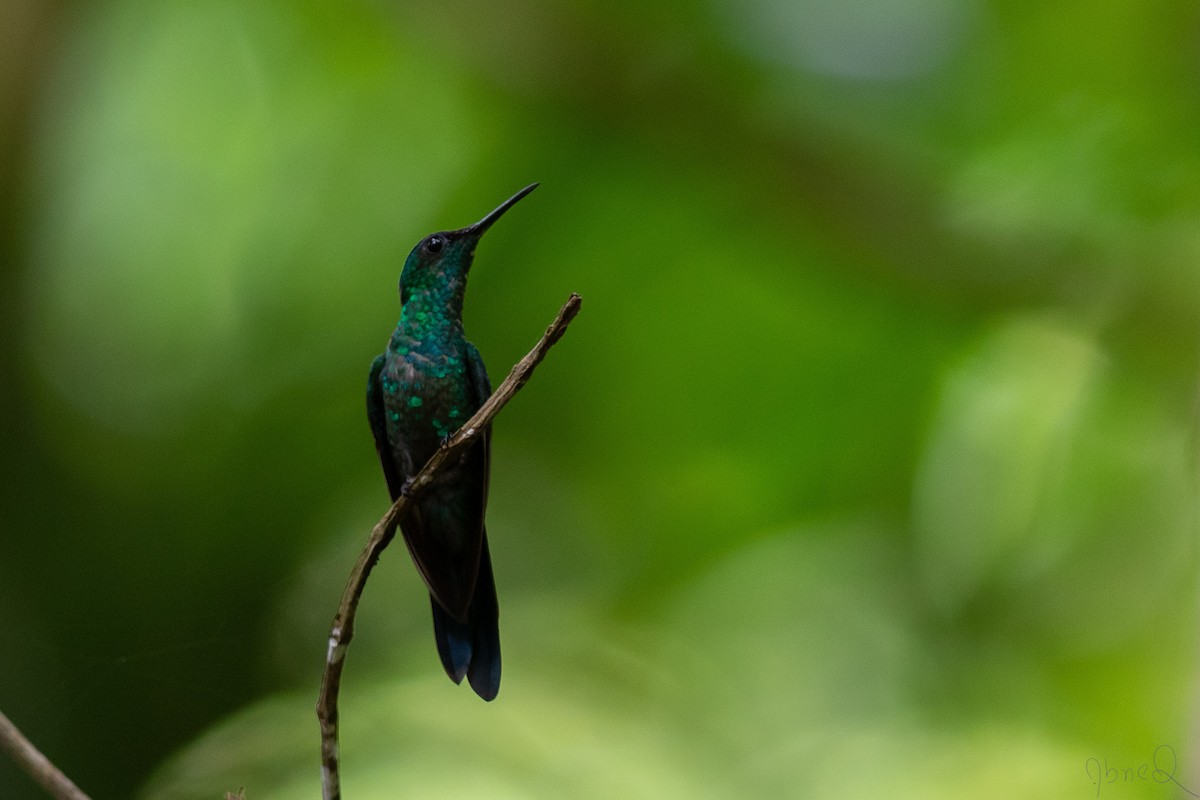 kolibřík fialovotemenný - ML130995751