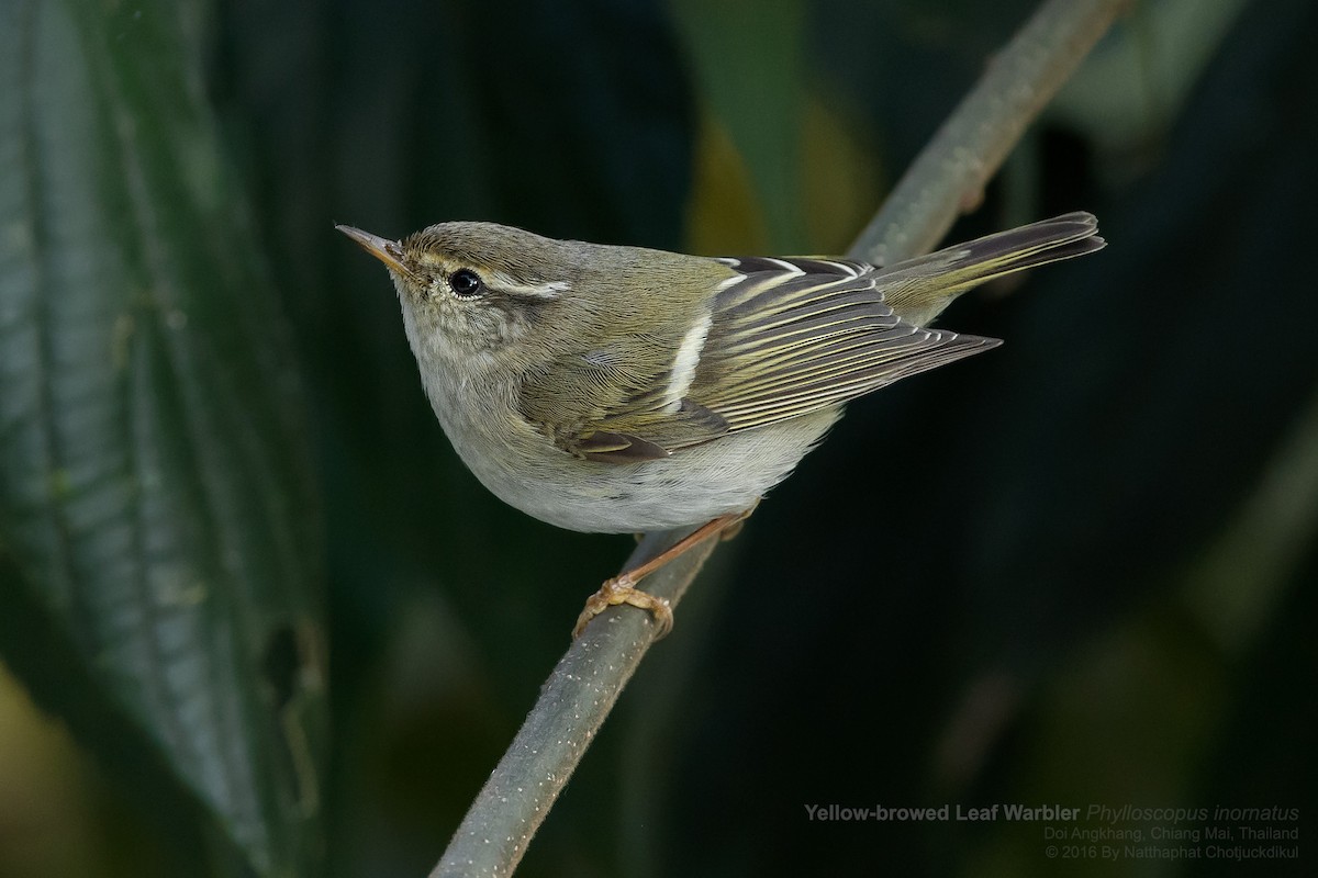 Yellow-browed Warbler - ML130995891