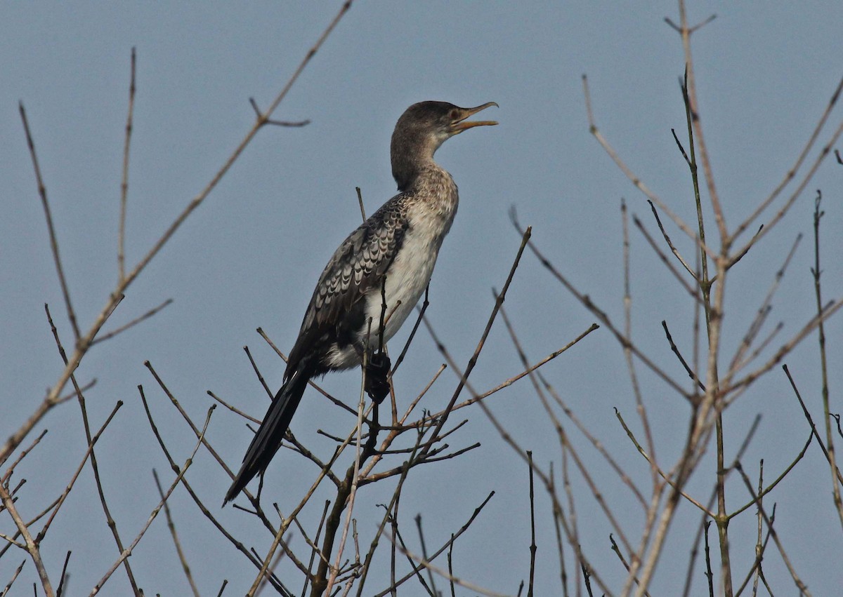 Long-tailed Cormorant - Roy Zimmerman