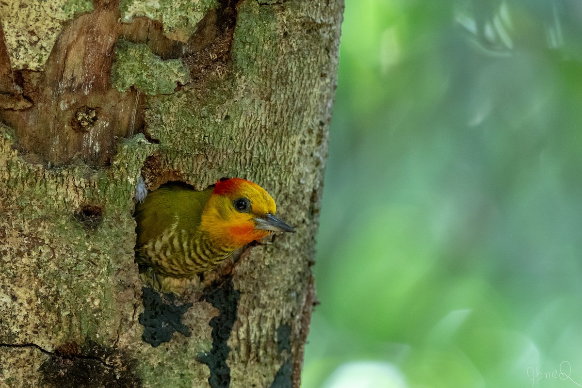Yellow-throated Woodpecker - Abner Terribili