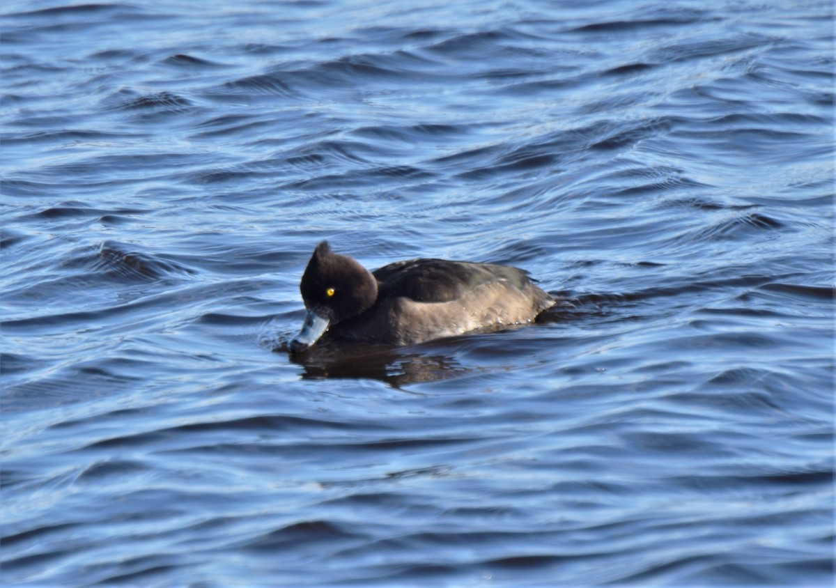Tufted Duck - ML130997471
