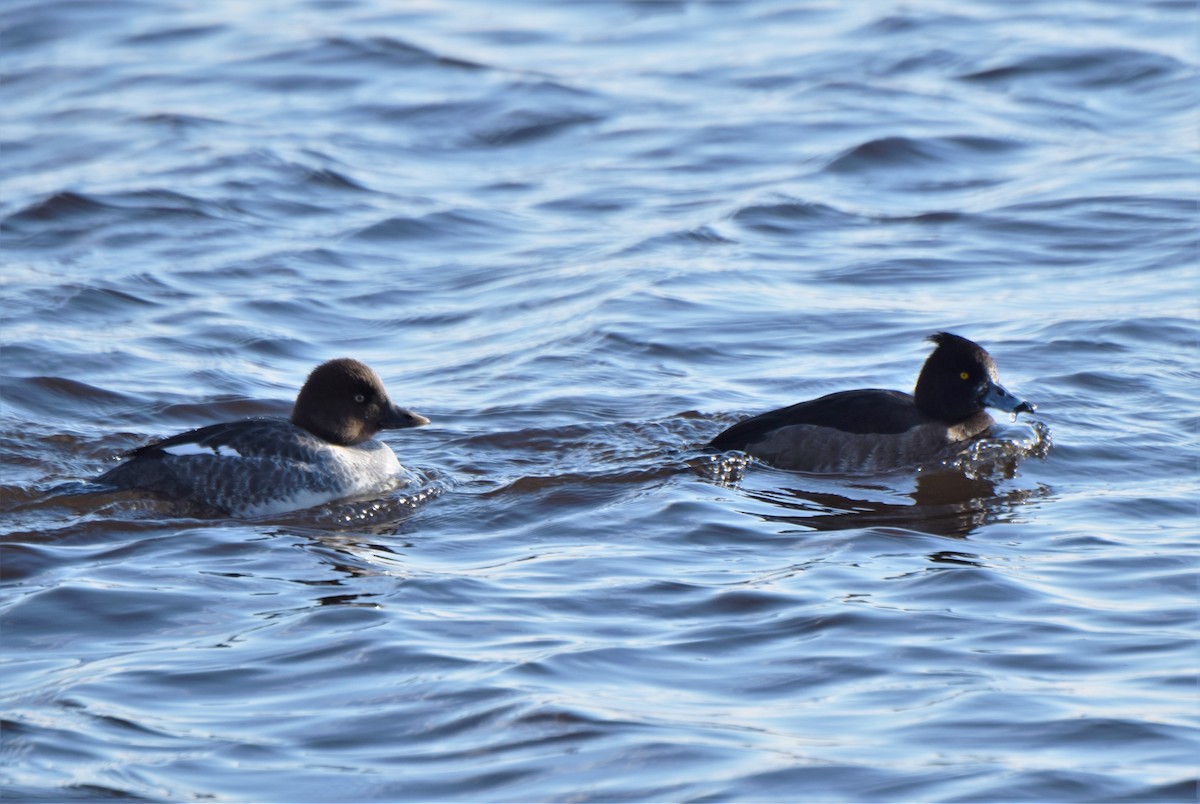 Tufted Duck - ML130997531