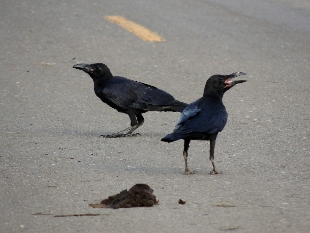 Large-billed Crow - ML130997831