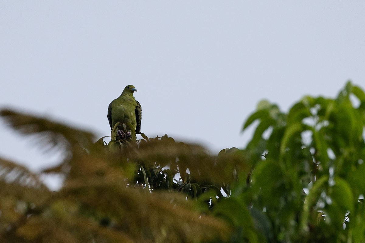Whistling Green-Pigeon (Taiwan) - Robert Tizard