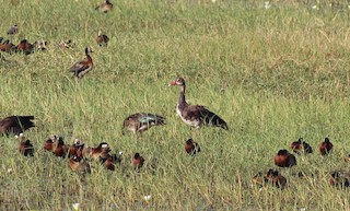 Spur-winged Goose, ML130999491