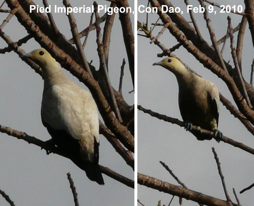 Pied Imperial-Pigeon - Glenn Morris